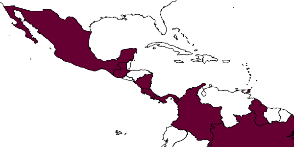 map of Pheidole cephalica     Wilson, 2003